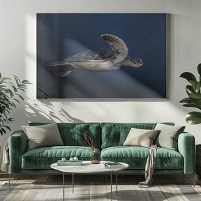 Marine life: Green Turtle Poster