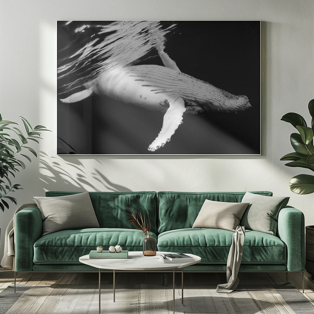 Black &amp; Whale Poster