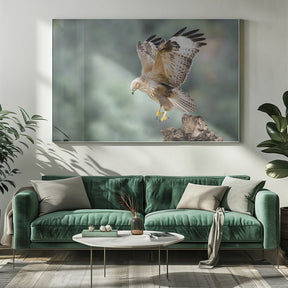 Buteo rufinus Poster