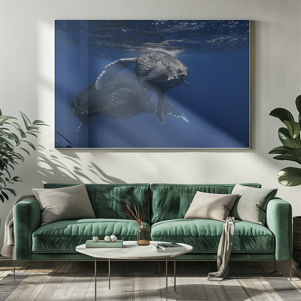 Humpback Whale family Poster