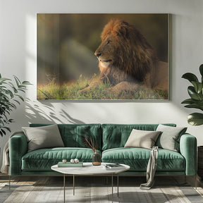 Male lion watching sunrise in Masai Mara Poster