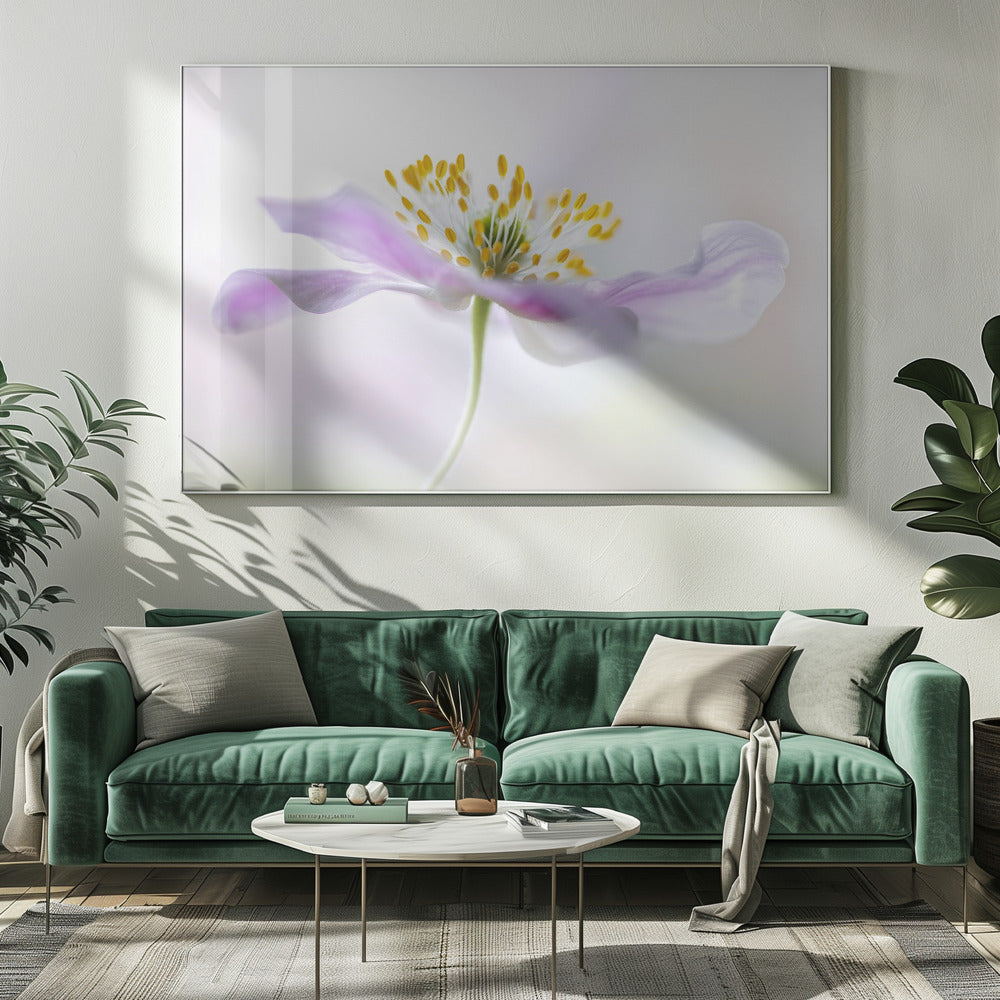 Wood Anemone Poster