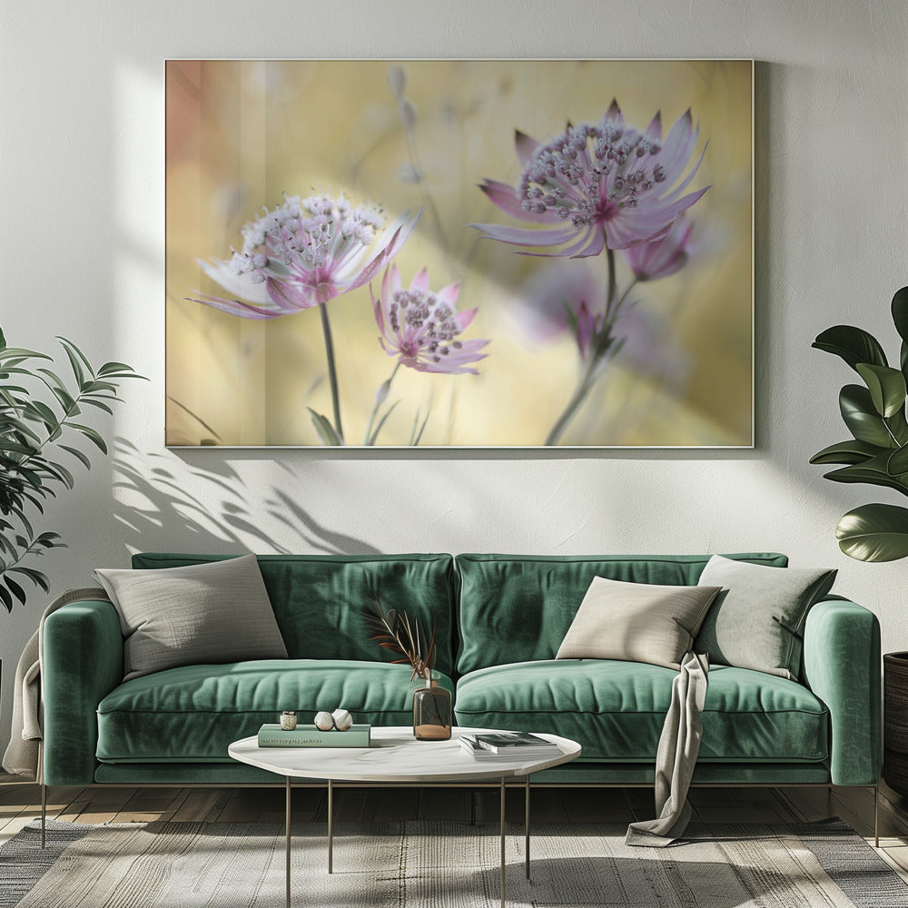 Astrantia Major Poster