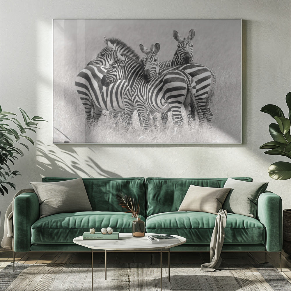 Zebras Poster