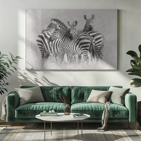 Zebras Poster