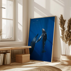 Sperm whale family Poster