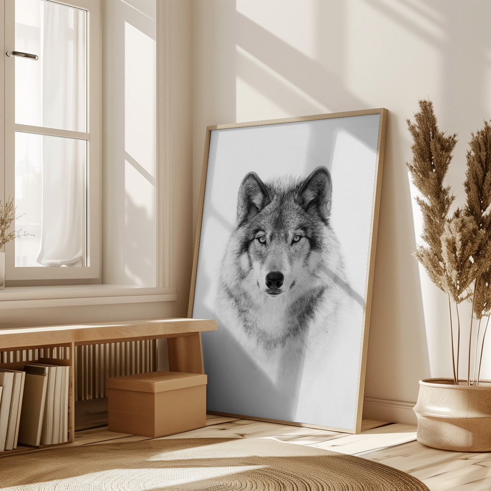 Portrait of a Timber Wolf Poster