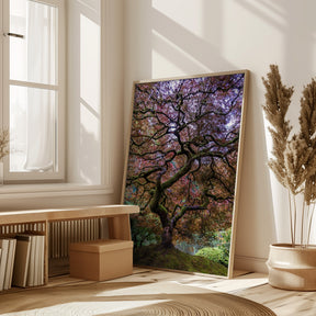 Japanese Maple Tree Poster