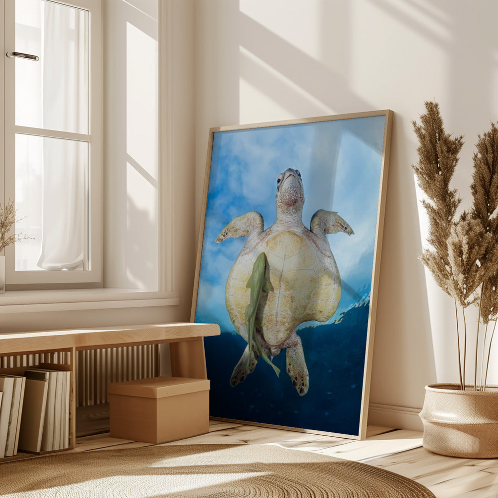 Green Sea turtle survivor Poster