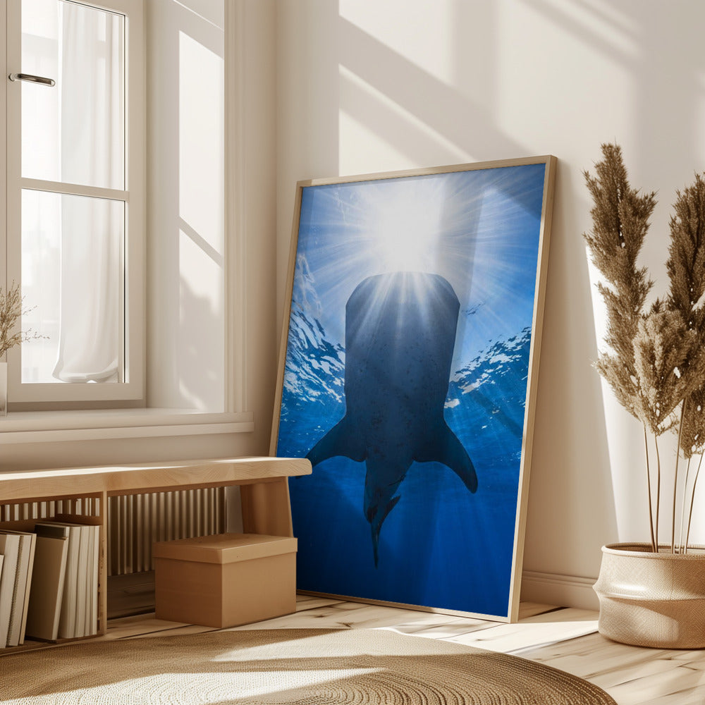 Whale shark and sun Poster