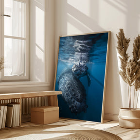 Humpback whale and calf Poster