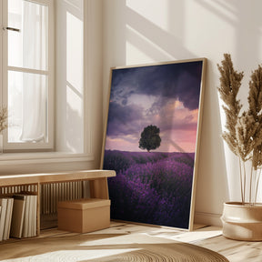 Lavender Fields, Isparta Poster