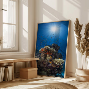 Reef and sunshine Poster