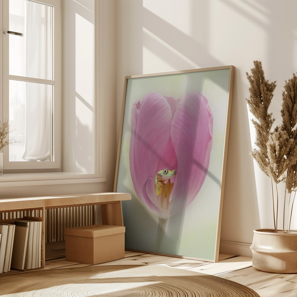 The Lemur Tree Frog and the Pink Tulip Poster