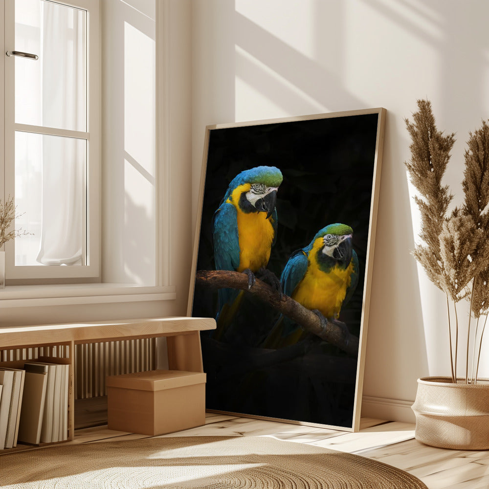 Macaw Parrots Poster