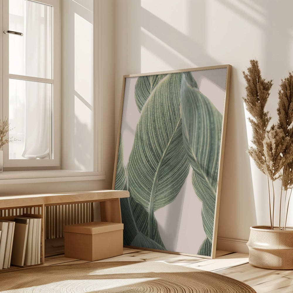 Calla Leaf Poster