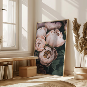 Coral Peonies Poster