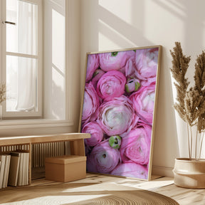 Pink ranunculus Poster