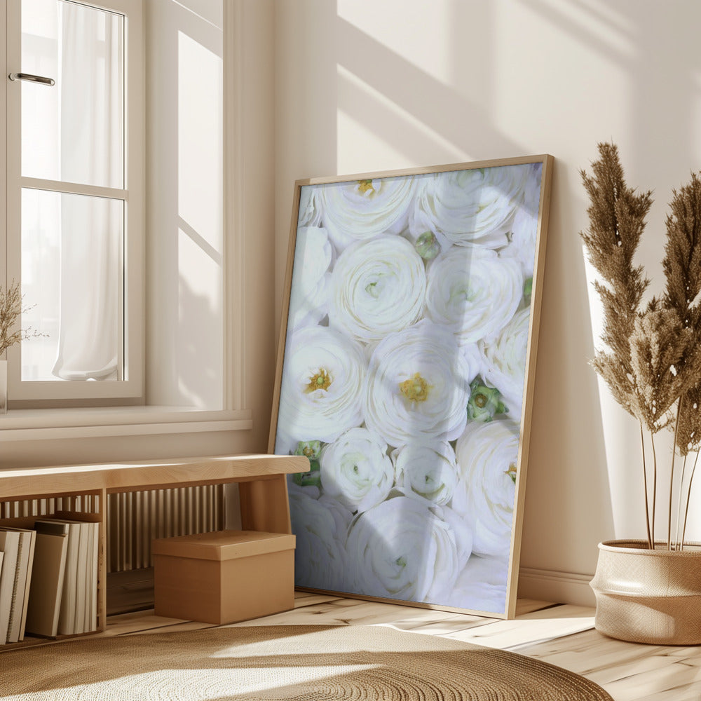 Pure white ranunculus Poster