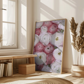 Scattered ranunculus in muted pink II Poster