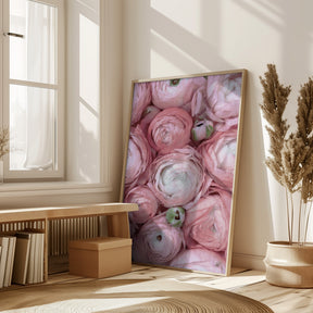 Subdued blush ranunculus Poster