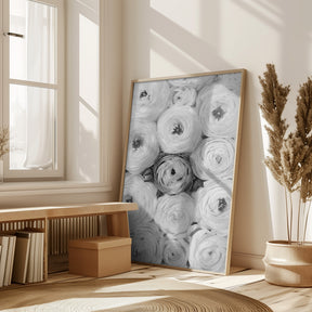 Singular ranunculus gray Poster