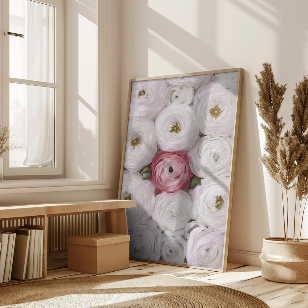 Singular ranunculus in blush Poster