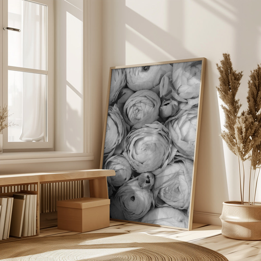 Gray ranunculus Poster