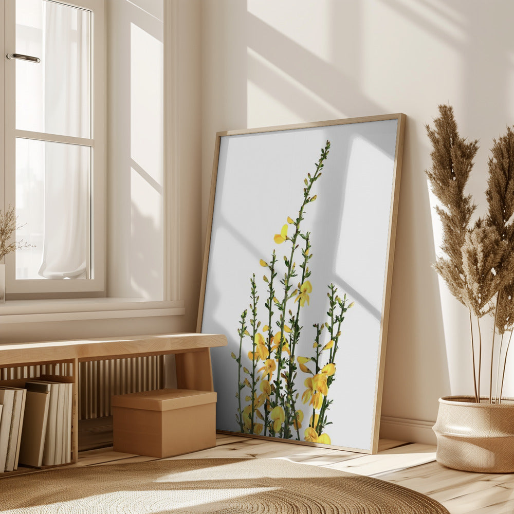 Yellow blooms Poster