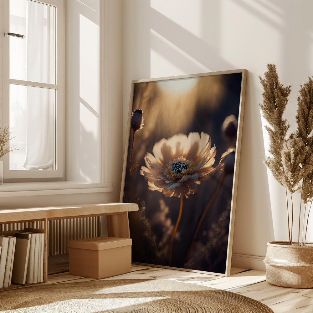 Flower in Morning Sun Poster