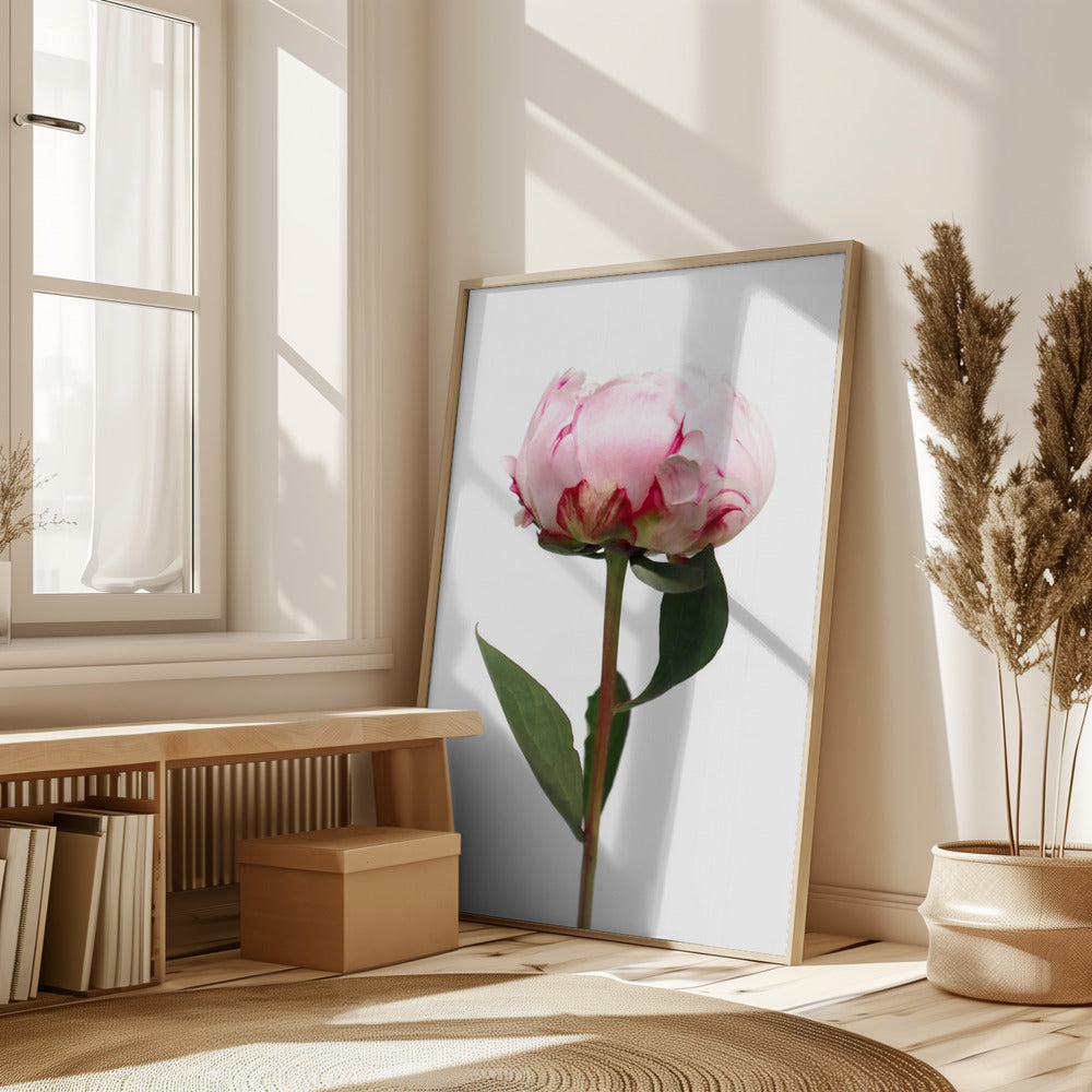 Pink peony II Poster