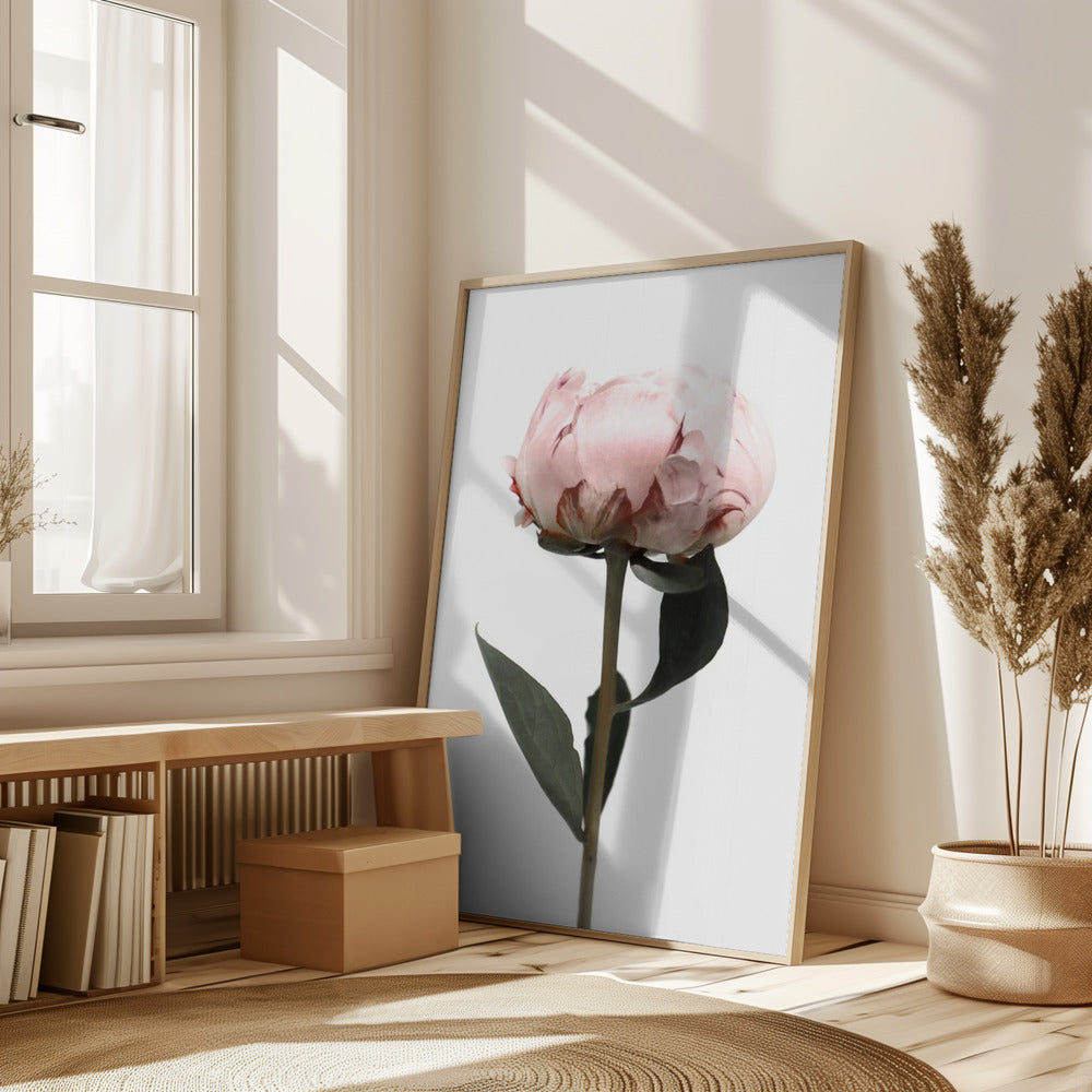 Blush peony II Poster