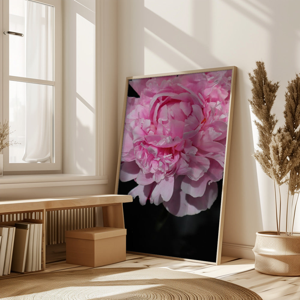 Pink peony V Poster