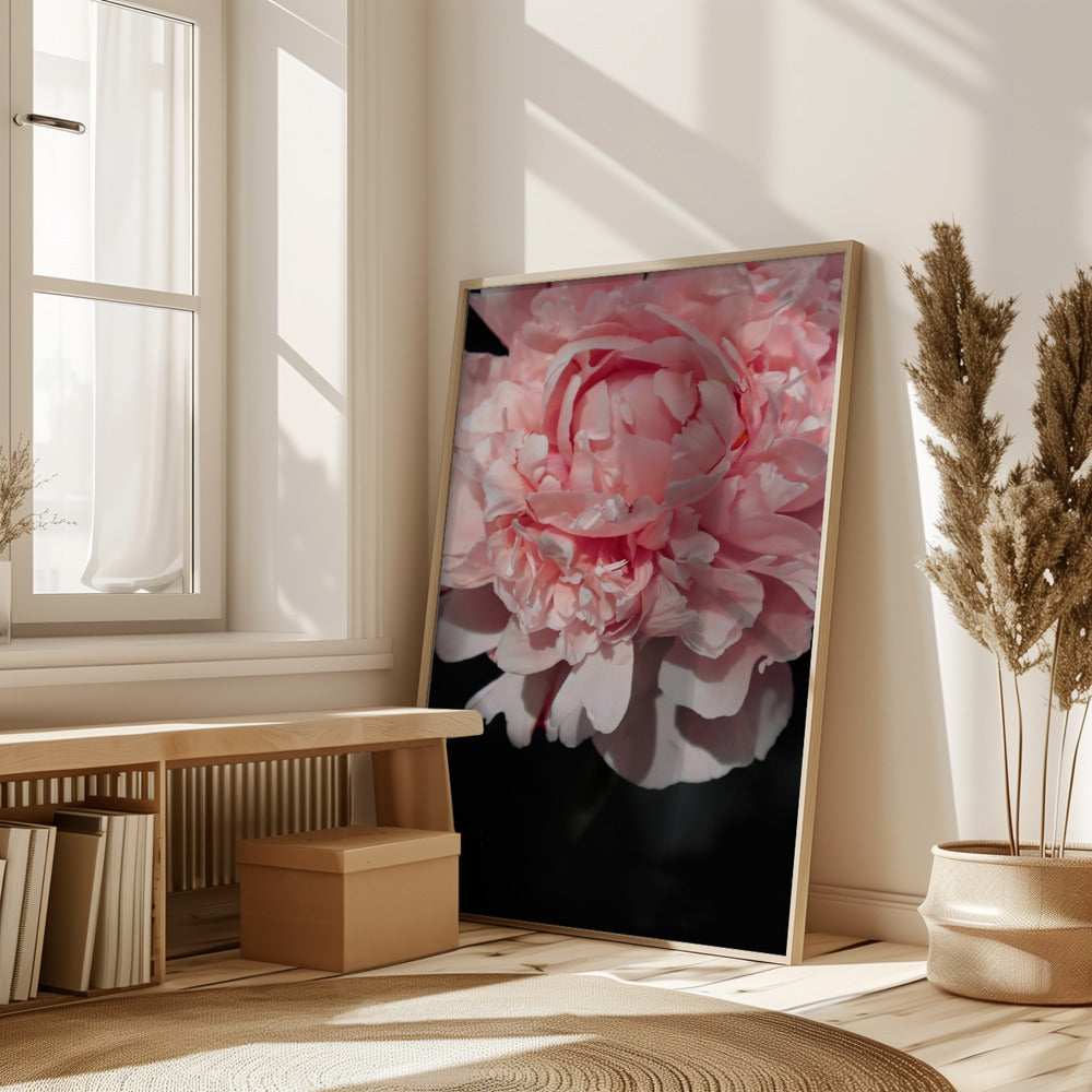 Blush peony V Poster