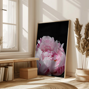 Pink peony VIII Poster