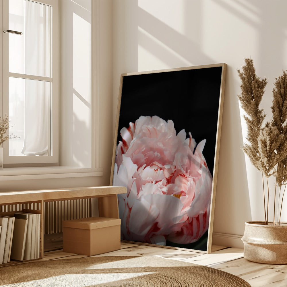 Blush peony VIII Poster