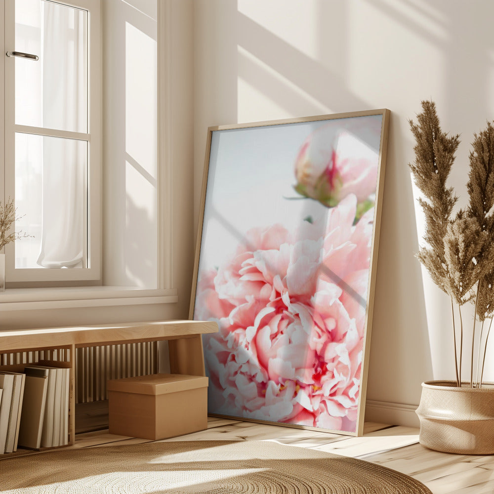 Blush peony IX Poster