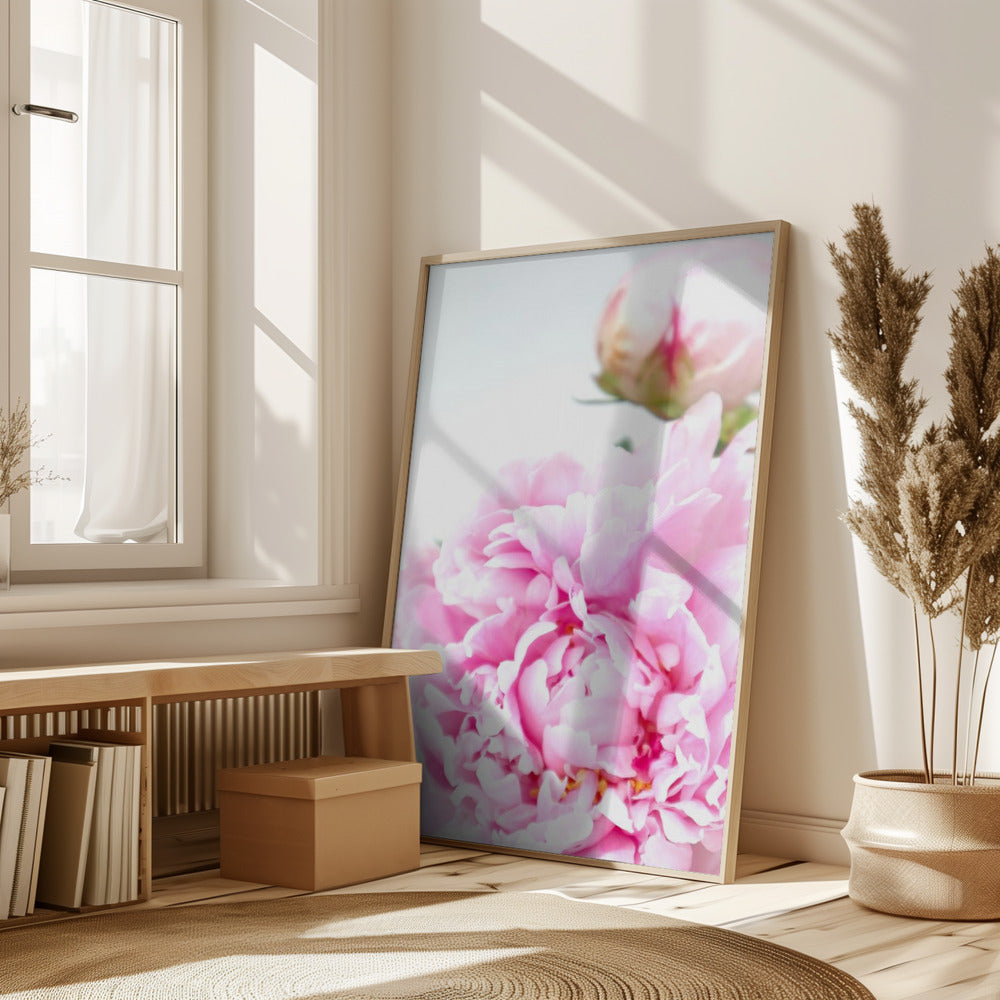 Pink peony IX Poster