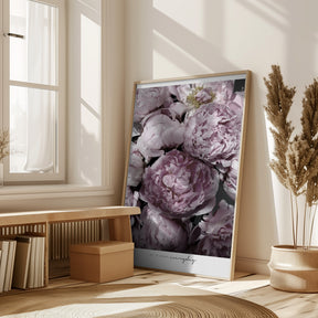 Life blooms everyday peonies Poster