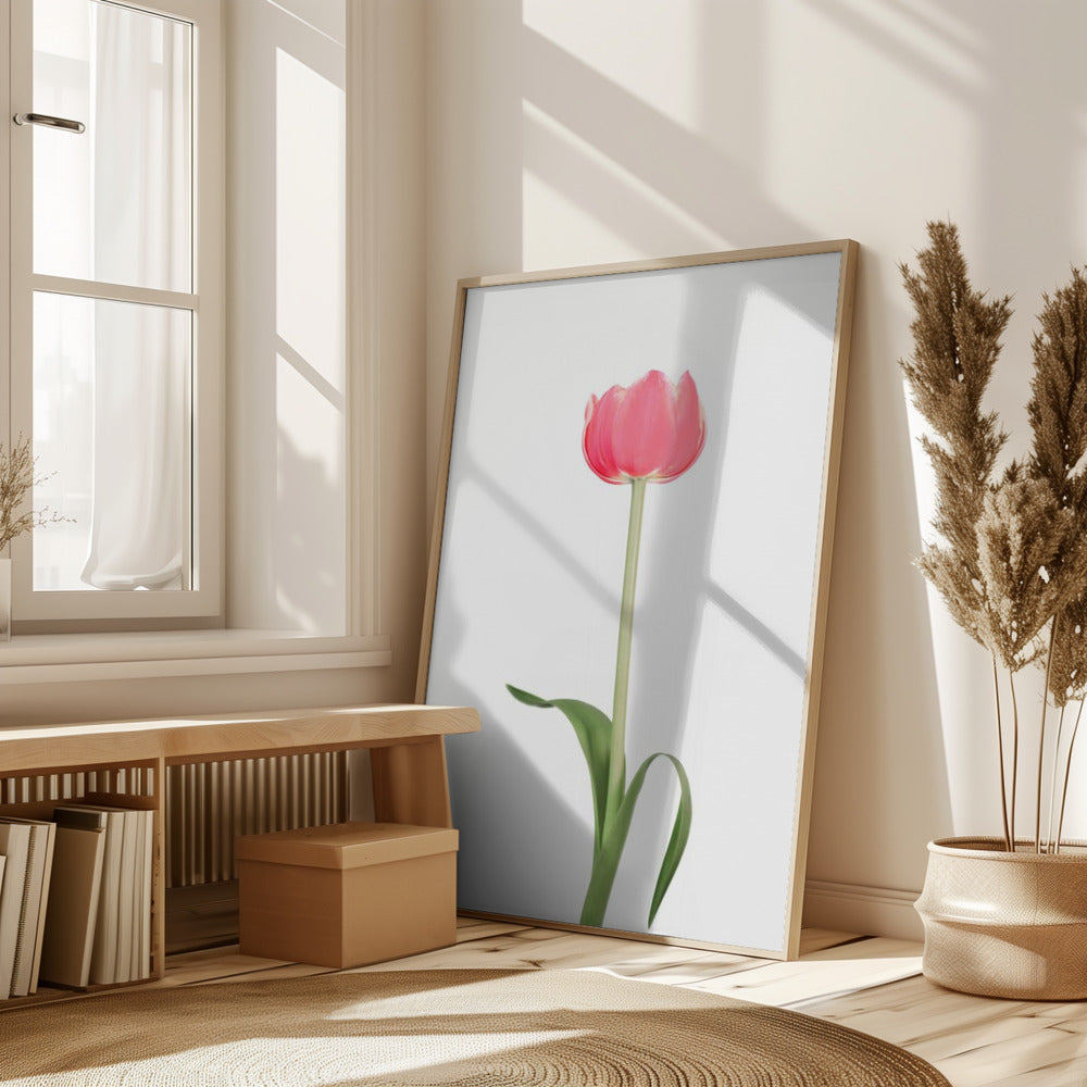 Pink tulip Poster