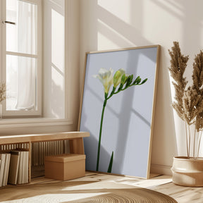 White freesia Poster