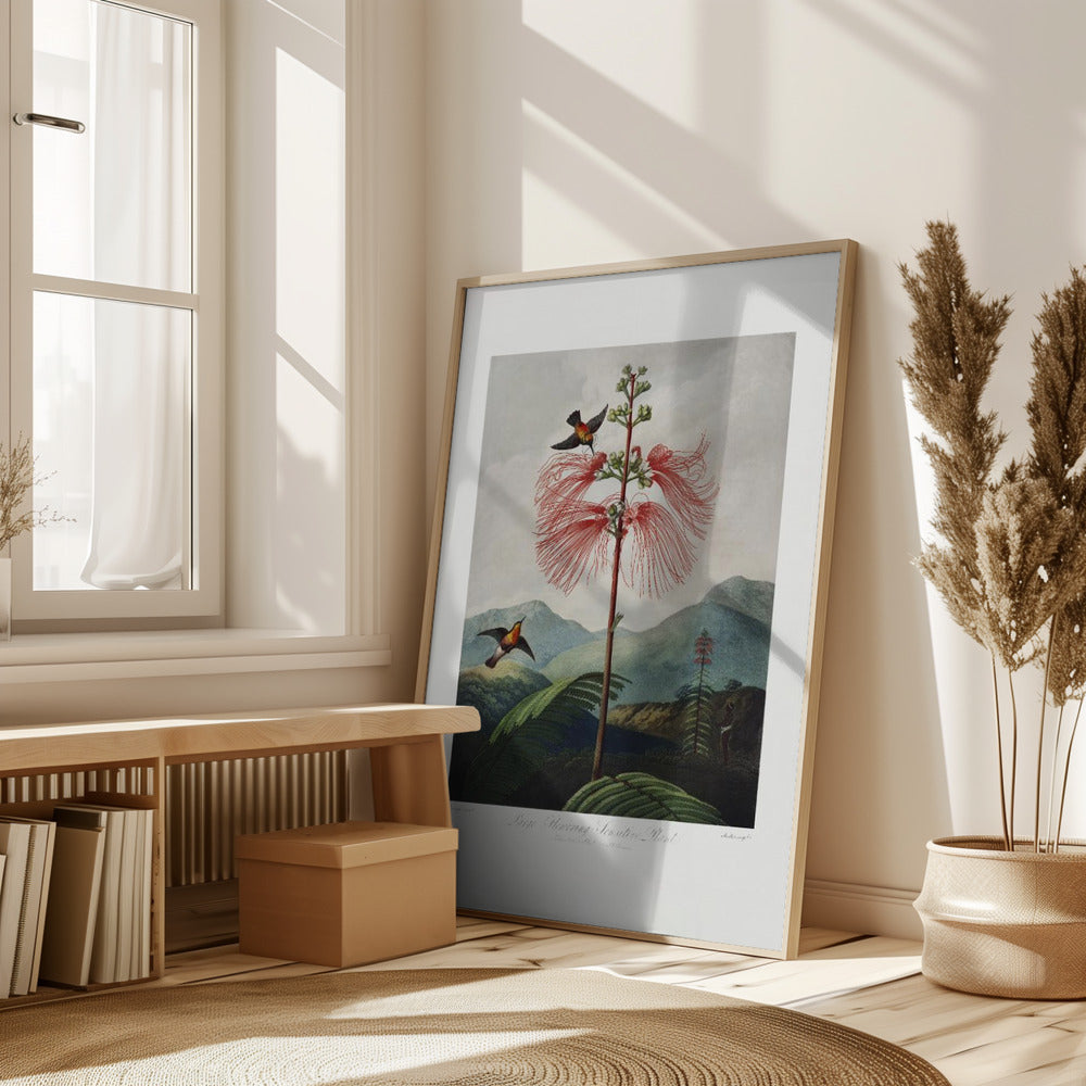 Large–Flowering Sensitive Plant from The Temple of Flora (1807) Poster