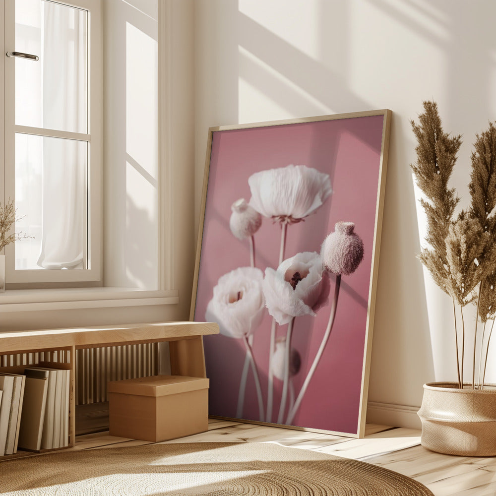 White Poppy On Pink Background Poster