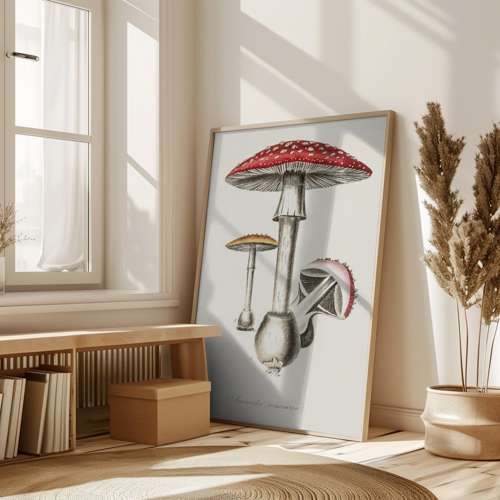 Amanita Muscaria Illustration. Medical Botany 1836 Poster