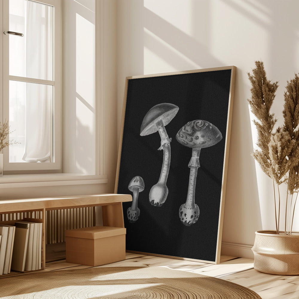 Amanita Muscaria  Black Backgound BW Poster