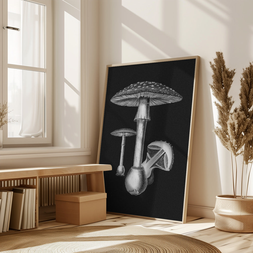 Amanita Muscaria Dark Background BW Poster