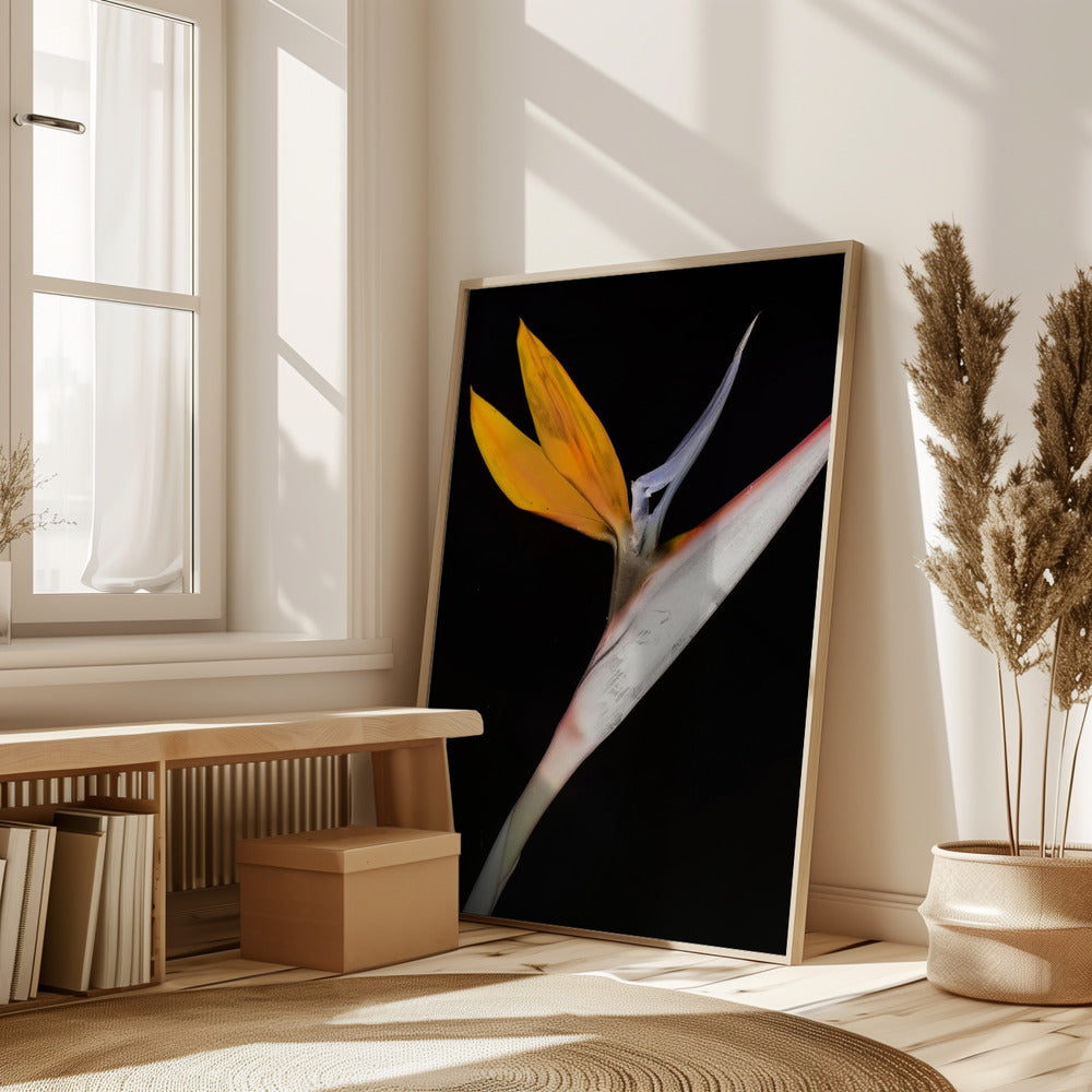 Bird of Paradise Poster