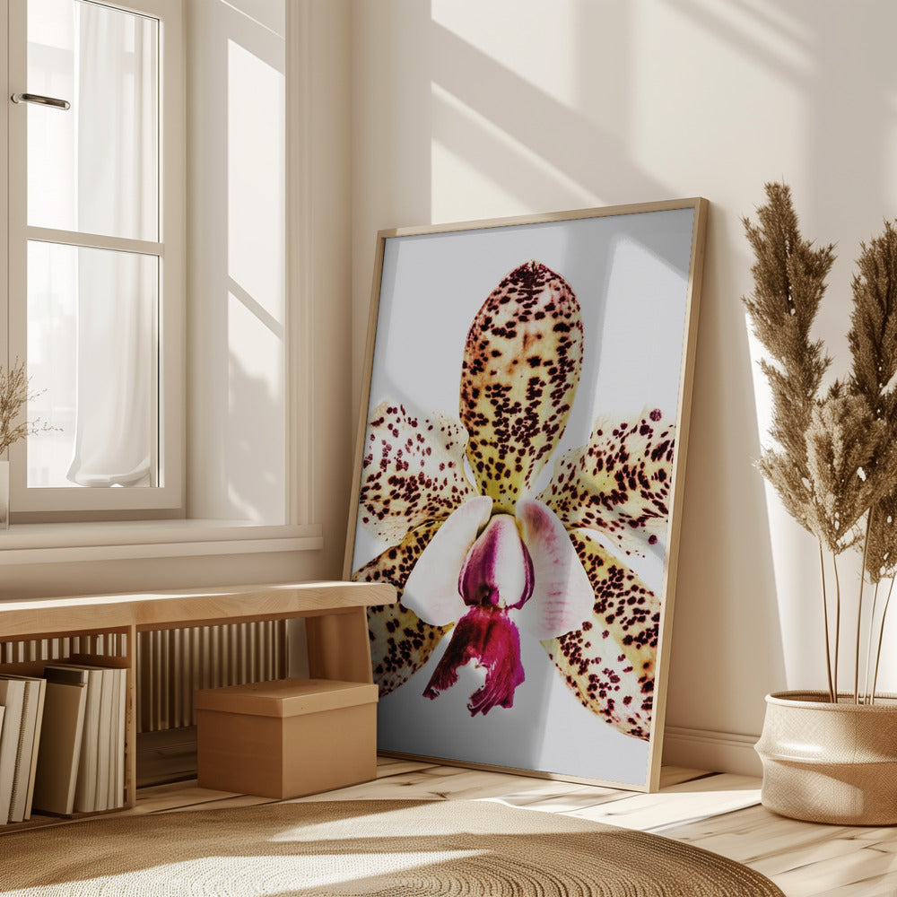 Coral Orchid Poster