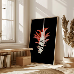 Coral Tree Flower Poster