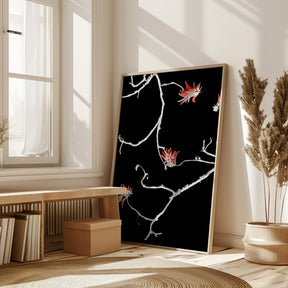 Coral Tree Poster